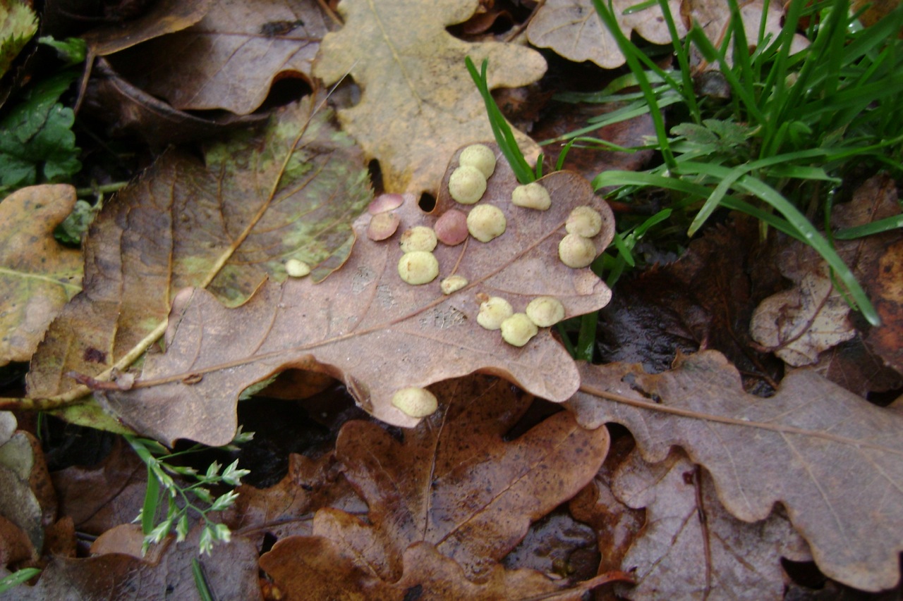 eikenblad met ... gal op bovenkant blad
